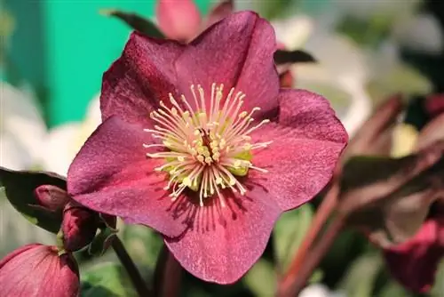 Zeldzame bloemen en bollen: 20 soorten bloemen