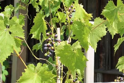 Viini - Vitis