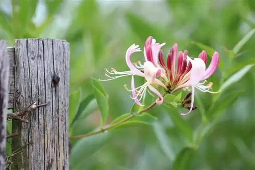 Honeysuckle - Lonicera