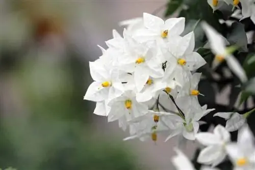 Gessamí escalador - gessamí d'estiu - Solanum laxum