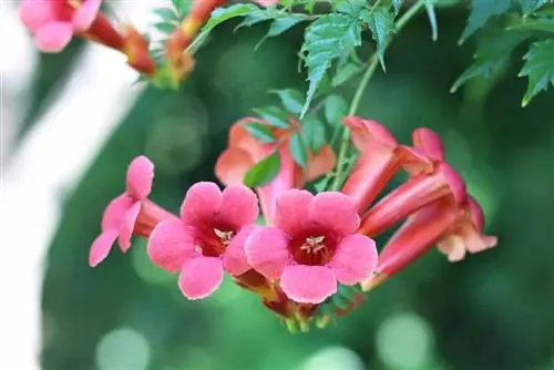 Trumpet Flower - Campsis radicans - Horolezecká trubka