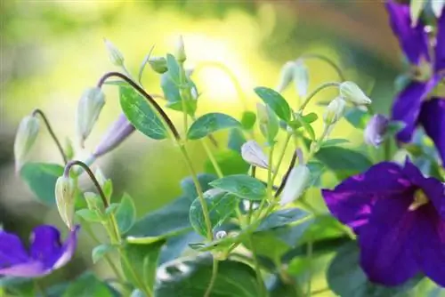 Piante rampicanti per il balcone: 10 piante da balcone rampicanti veloci