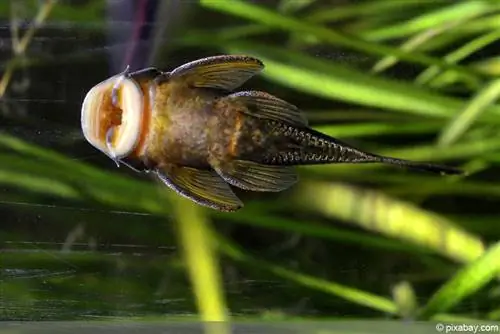 Catfish aquarium