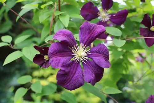 Clematis - cây ông lao