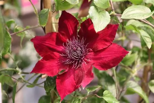 Clematis - cây ông lao