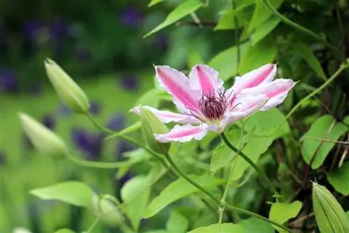 Clematis gets brown leaves - fight clematis wilt