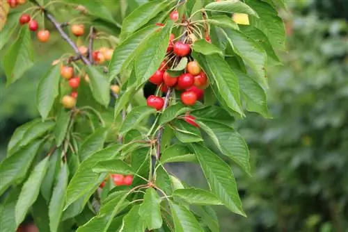 Cerezo cereza dulce