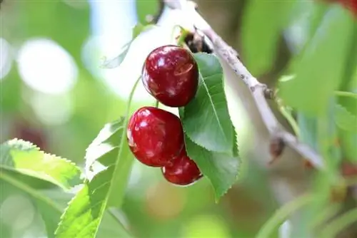 เชอร์รี่หวาน - Prunus avium