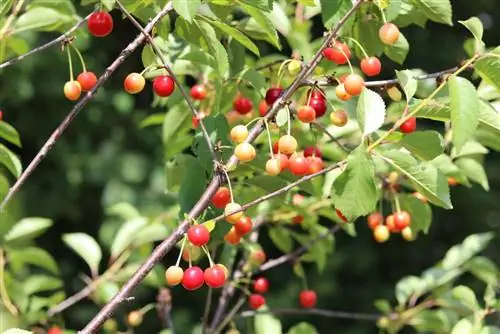 Sour cherries - Prunus cerasus