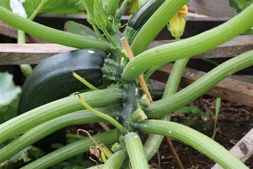 zucchini