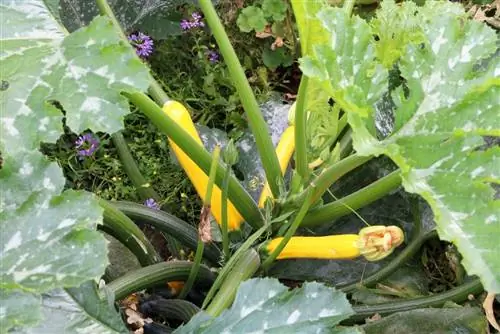 Courgette - Cucurbita pepo