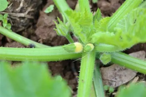 Klim-courgette: plant, versorging en idees vir courgette-klimhulpmiddels