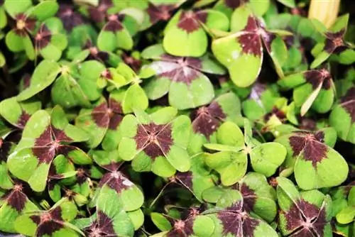 Trébol de la suerte - Oxalis tetraphylla