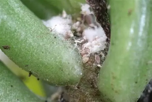 Mealybugs – brašnaste stjenice