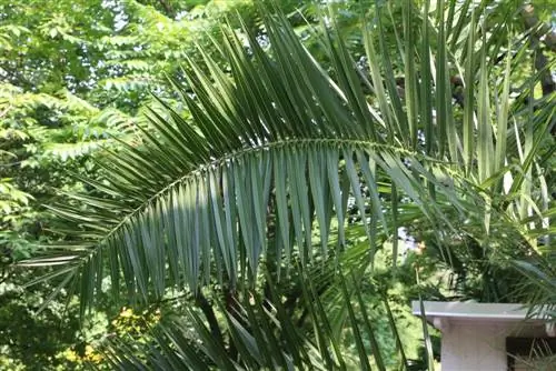 Kanarisk daddelpalme - Phoenix canariensis