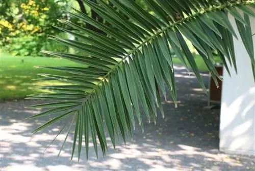 Palma e hurmës kanariane - Phoenix canariensis