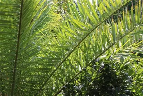 Palmera datilera canaria, Phoenix canariensis - información sobre cuidados + crecimiento por año