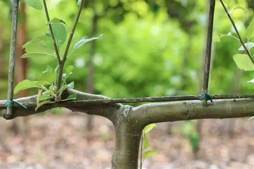 Espalier - Apple - Malus