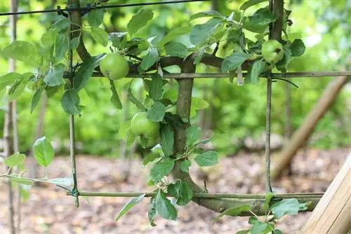 Construya su propio marco de espaldera para frutas - instrucciones para espaldera de frutas de madera