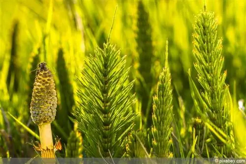 የመስክ horsetail - Equisetum arvense