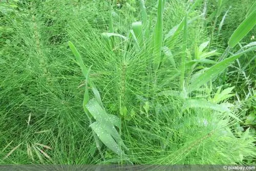 የመስክ horsetail - Equisetum arvense