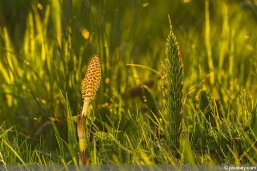 Laukinis asiūklis – Equisetum arvense