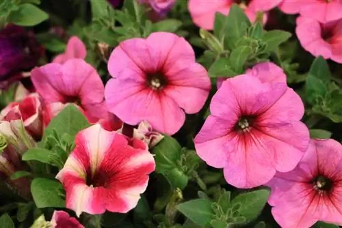 Petunia Surfinia: Variedades de Surfinia, ubicación y cuidados