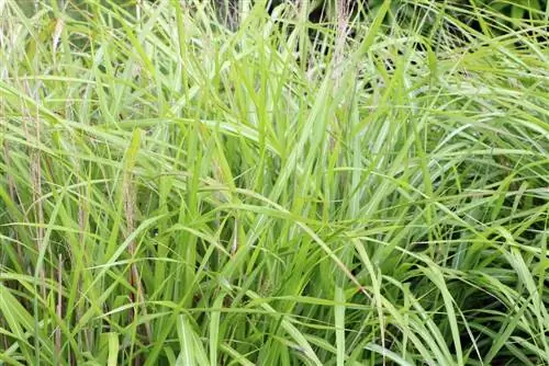 Miscanthus purpurascens