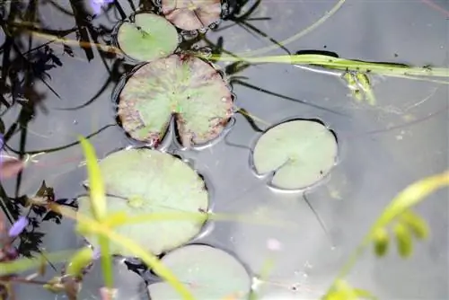 Dej lilies Nymphaea