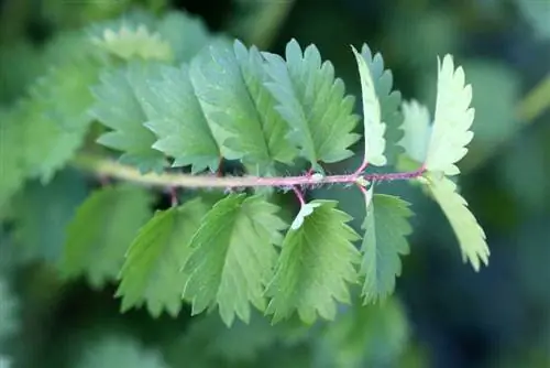 Pimpernelle - ছোট মেডো বোতাম - Sanguisorba মাইনর