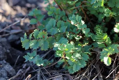 Pimpernelle - دکمه چمنزار کوچک - Sanguisorba minor