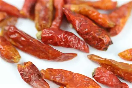 Coltivazione di piante di peperoncino di cayenna: semina, cura e raccolta