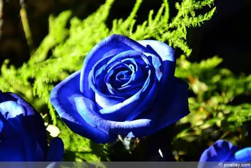 What do blue roses mean? - Meaning in the language of love