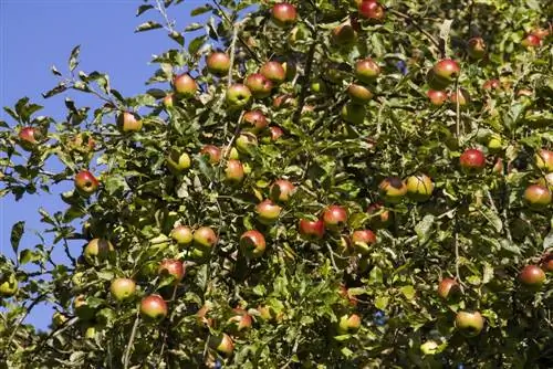 Manzana 'Schöner aus Boskoop' - manzana roja de invierno - tiempo de cuidado y cosecha