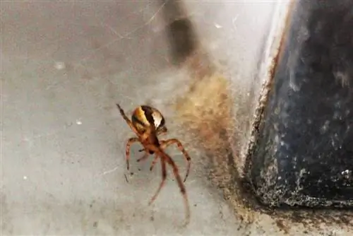 Getting rid of spiders in the house - how to get rid of house spiders