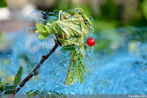 Rete protezione uccelli ribes