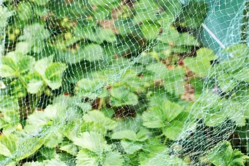 Red de protección contra pájaros: costos + instalación - protege las cerezas de los pájaros