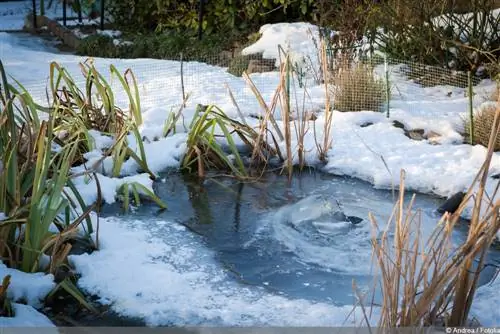 Waterlelies overwinteren - vijverplanten verzorgen in de winter