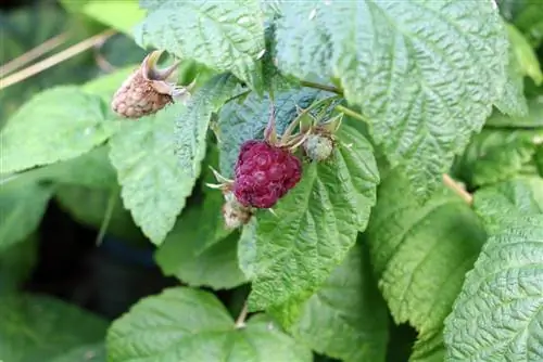 Raspberi - Rubus idaeus