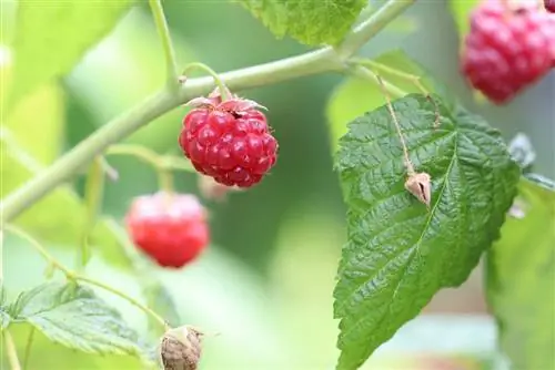 توت العليق - Rubus idaeus