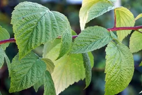 Raspberry leaf tea: Patuyuin at ihanda ang mga dahon ng raspberry para sa tsaa