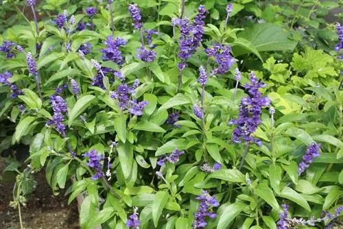 Salvia farinacea – šalvěj moučná