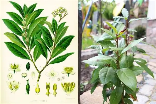 Spiced laurel