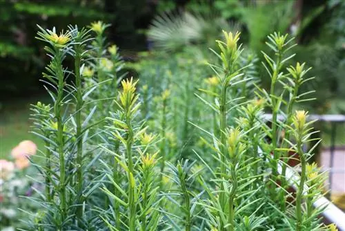 სვეტიანი უწო - Taxus baccata - Fastigiata robusta