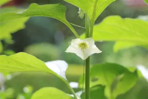 Corte e hiberne Physalis corretamente