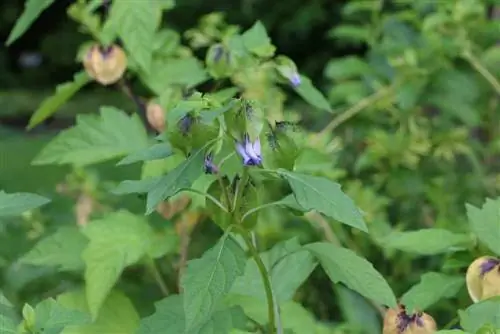 Κόψτε και ξεχειμωνιάστε σωστά το Physalis