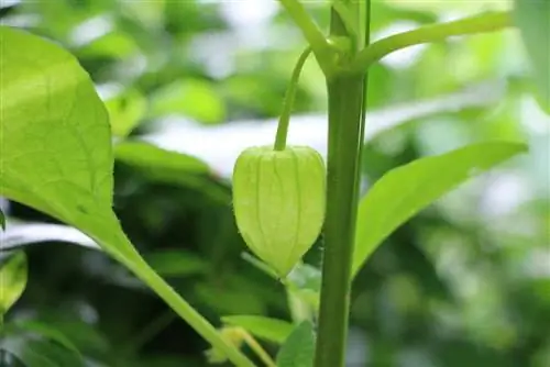 Overwinter Physalis plants and cut them correctly