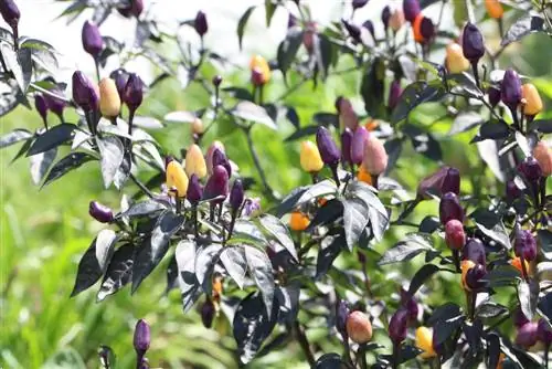 Naschzipfel - Capsicum annum - Bolivijska duga