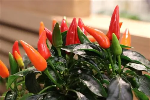 Cuidados del pimiento ornamental en maceta: ¿Naschzipfel es venenoso o comestible?