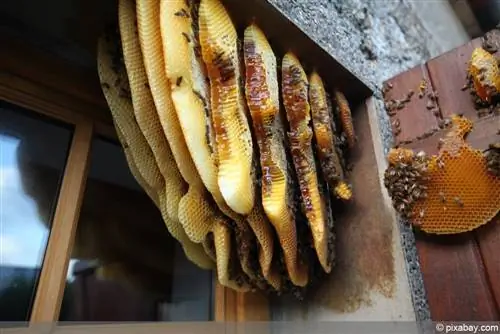 Remove bee nest from roller shutter box - here's how to get rid of it